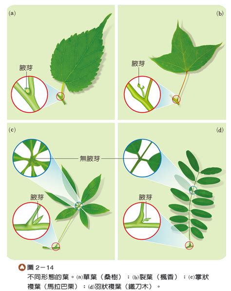 平行脈植物|單子葉植物